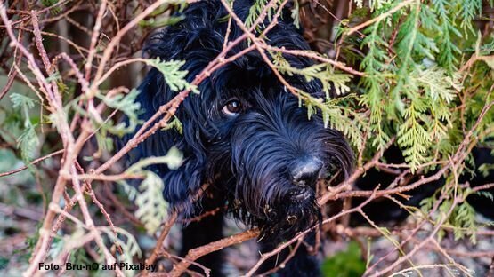 Wie man seinem Hund mit TTouches hilft, Stress abzubauen